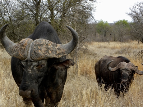 Buffels