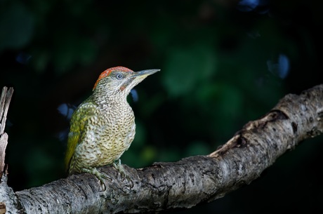 De groene specht (Picus viridis)