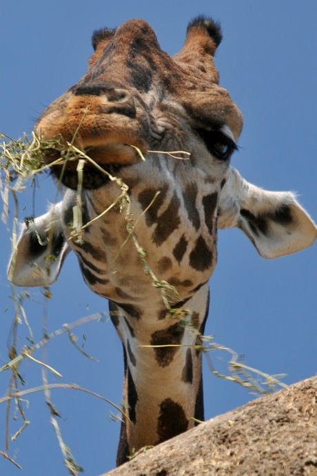 1dag giraf,zei.........1.jpg