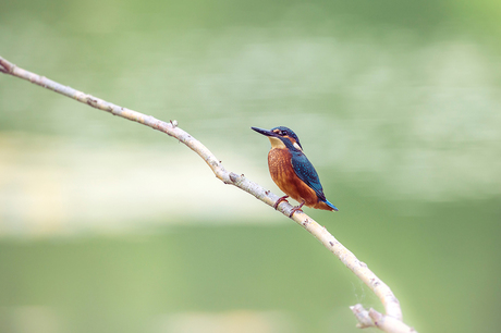 ijsvogel