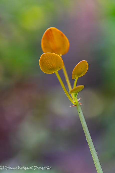 het bloemetje van de Begonia staudit11 Gilg