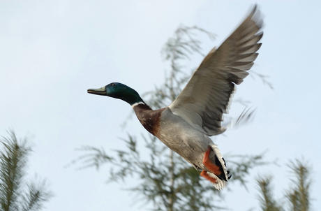 Nog lang niet perfect