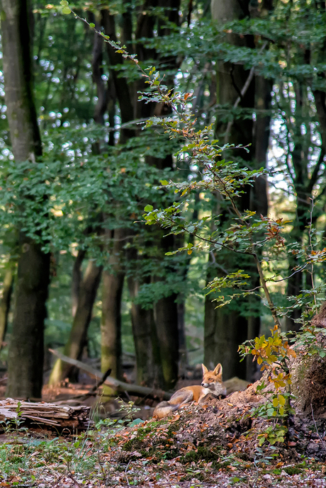 Vos (Veluwe)