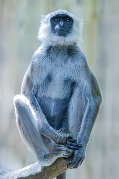 Hanuman Langoer/Semnopithecus entellus.