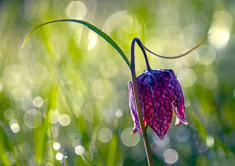 Kievitsbloem.