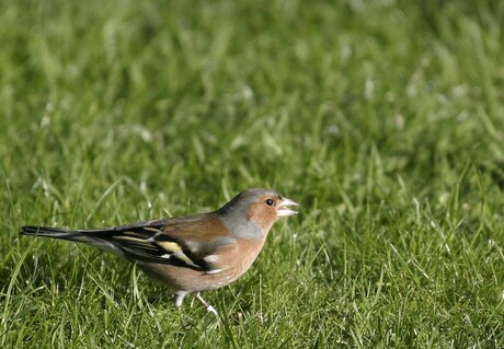 Vink