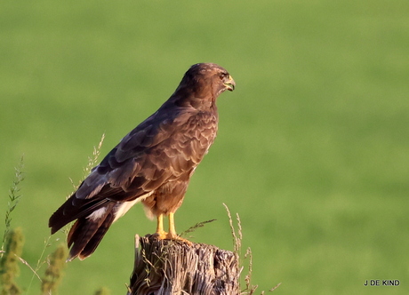 buizerd