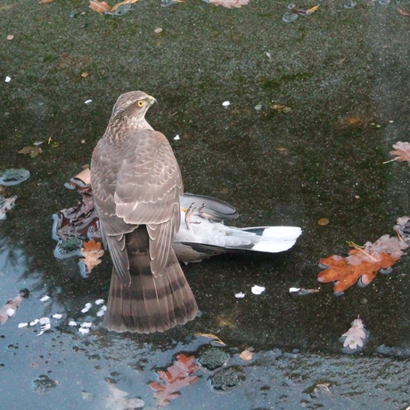 Roofvogel met prooi