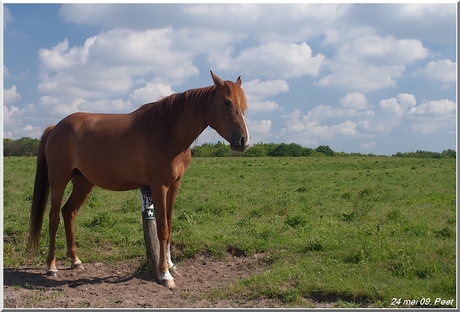 Hoge veluwe