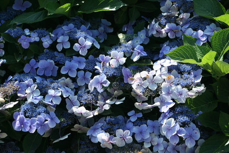 Hortensia