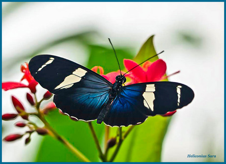 Heliconius Sara