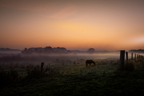 paard in de vroege ochtend 