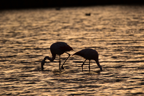 Flamingo's aan de Oesterdam