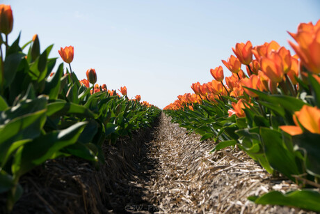 Oranje Tulpen