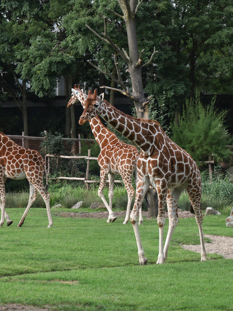 Blije Giraffen