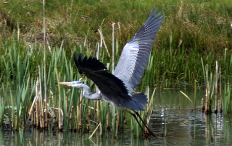 Reiger ziet de fotograaf