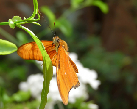 Oranje Passiebloemvlinder
