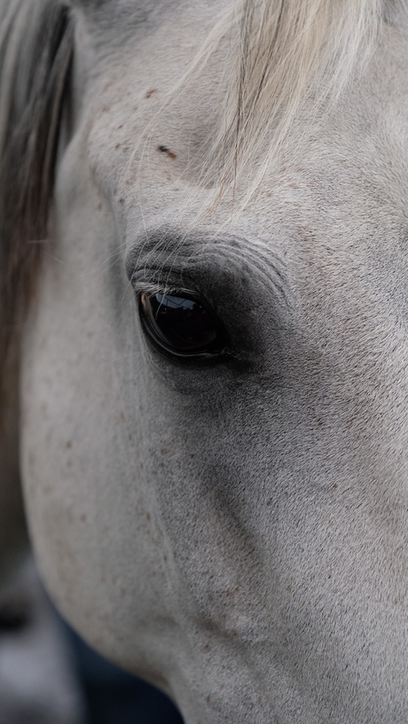 Ook paarden hebben ziel