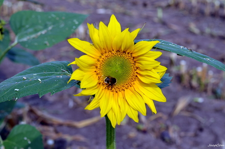 ZONNEBLOEM