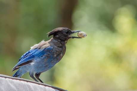 Steller's Jay (2)