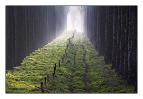 pad met paaltjes (en bomen)