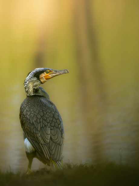 Zwarte piraat op Stille wateren
