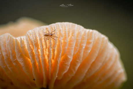 Spinnetje op paddenstoel