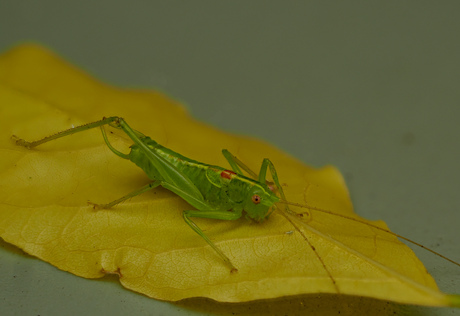 Zuidelijke boomsprinkhaan