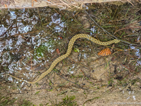 Wipneusadder (Vipera latastei) denk ik.