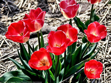 Red Tulips-2 beter dan vorige?