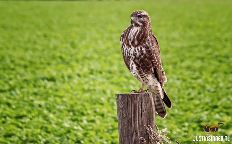 Buizerd op Texel.