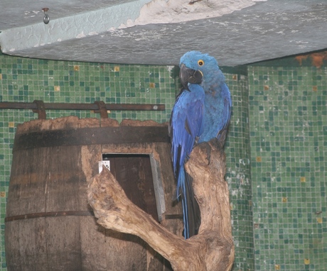 Papagaai uit Blijdorp