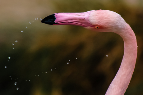 Flamingo dans