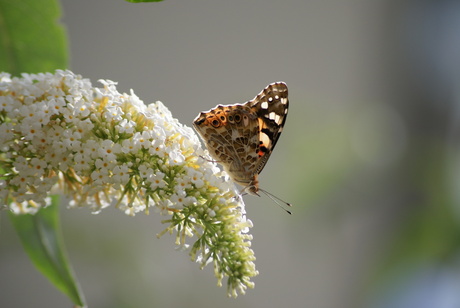 Vlinder op buddleia