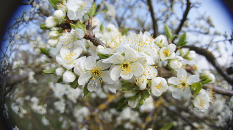 Circle of blossom.JPG