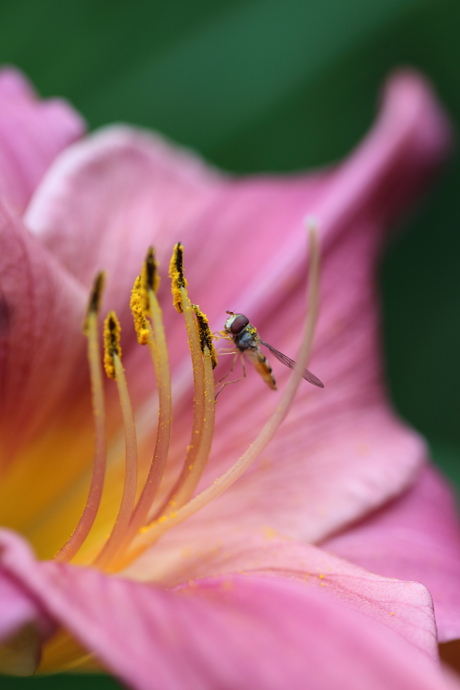 Bloemetje Bijtje