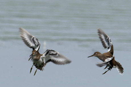 Oeverlopers vluchtfoto 2, Zeeland