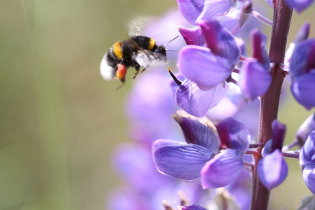 Hommel drinkt wat nectar