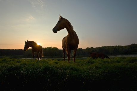 Paarden