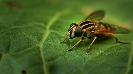 Helophilus trivittatus.