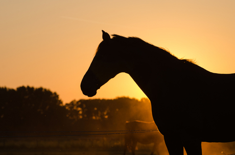 Sunset horse