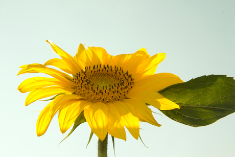 zonnebloem in de zon