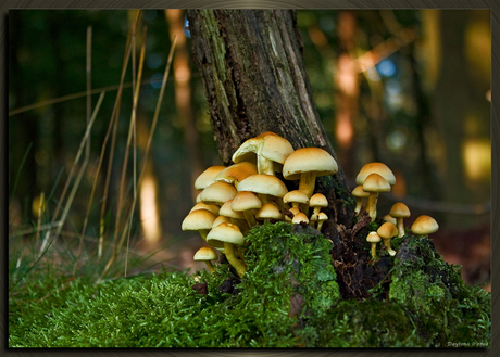 De natuur in het Willemsbos