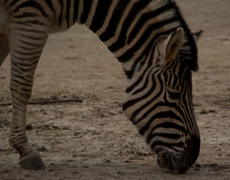 Zebra zoekt zand