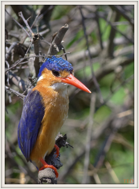 Malachiet Kingfisher