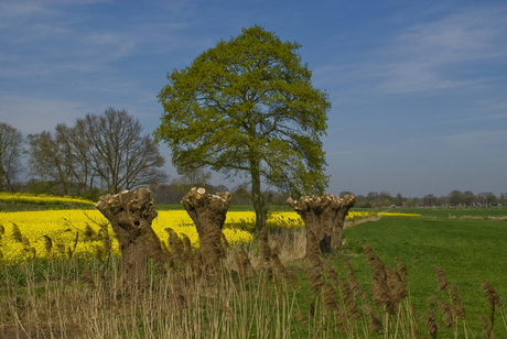 Koolzaadvelden Borne