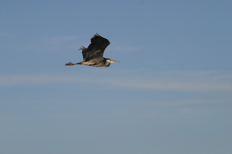 reiger