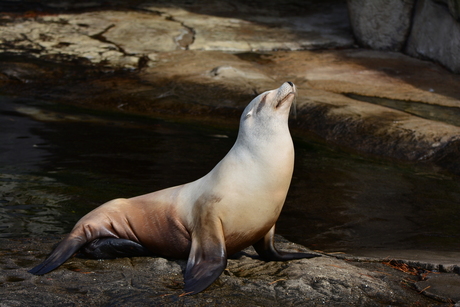 Zeehond, Blijdorp