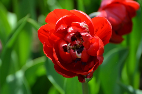 Rode tulp