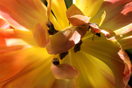 Uitgebloeide tulp 2